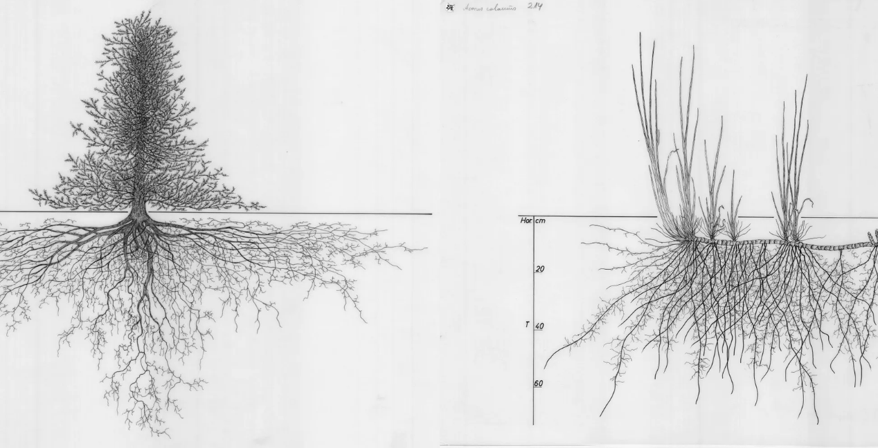 Tree with roots